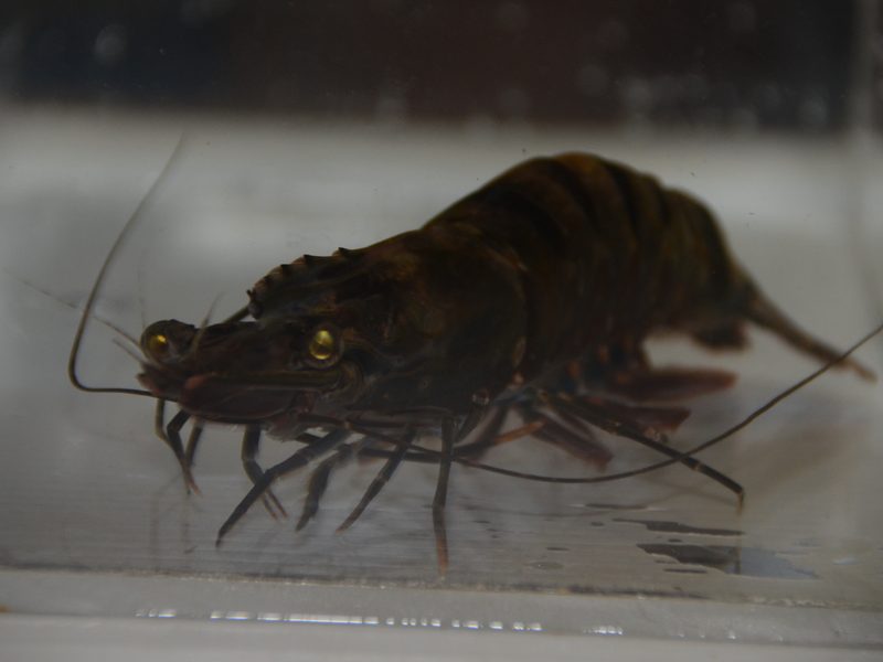 Black Tiger Shrimp — Penaeus monodon