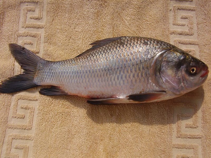 Catla — Catla catla