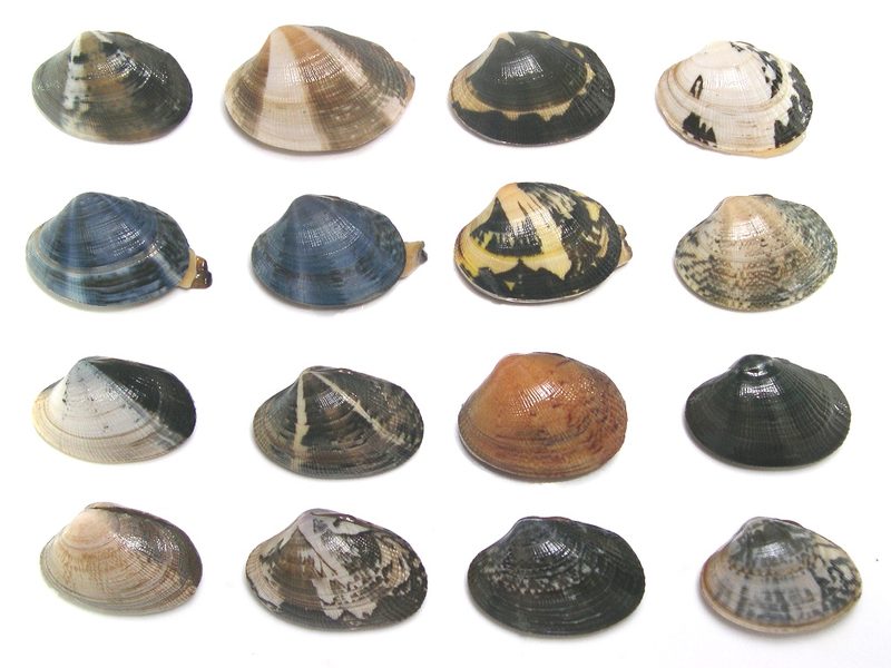 Clam — Meretrix meretrix