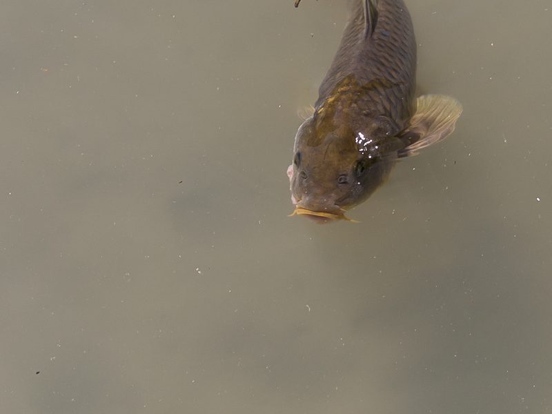 Common Carp — Cyprinus carpio