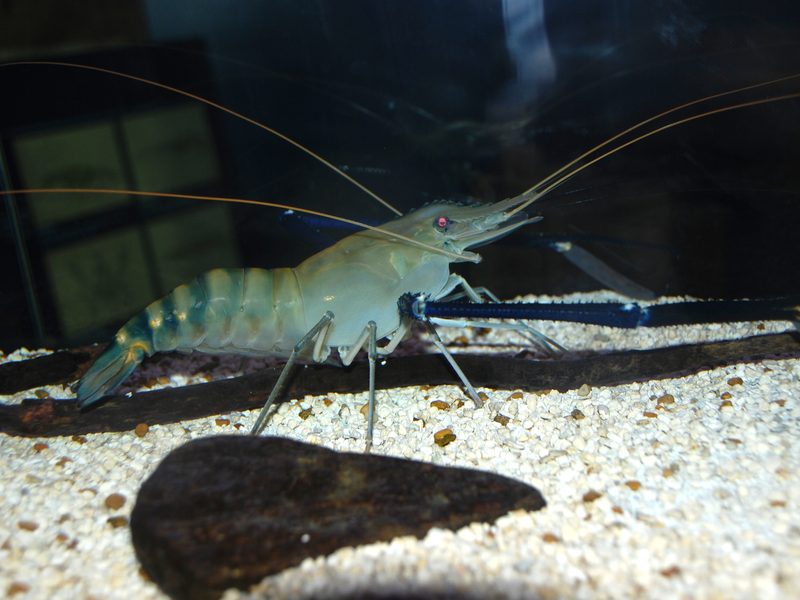 Freshwater Prawn — Macrobrachium rosenbergii