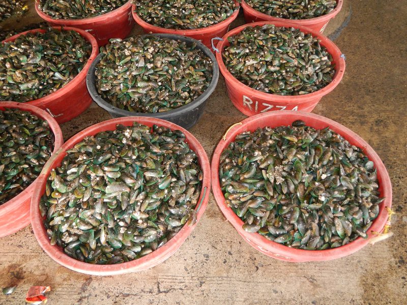 Green Mussel — Perna viridis