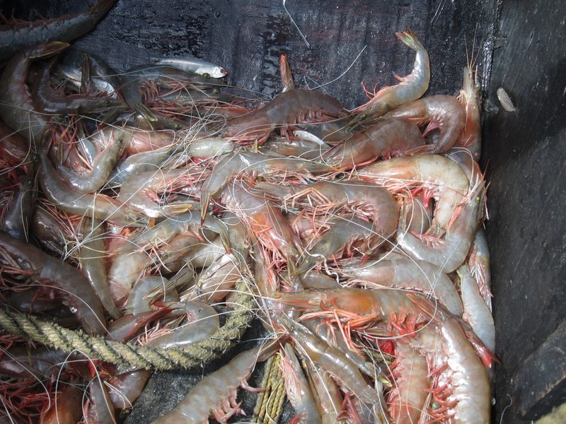 Indian White Shrimp — Penaeus indicus