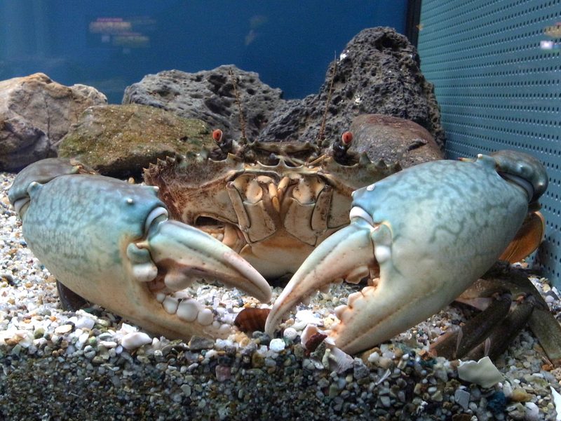 Mud Crab — Scylla serrata