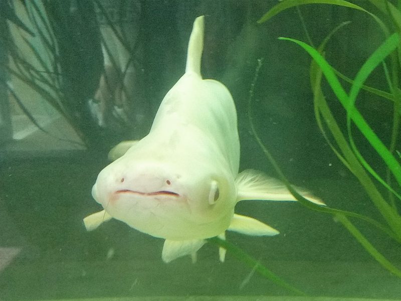 Pangasius — Pangasianodon hypophthalmus