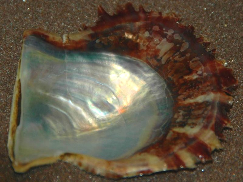 Pearl Oyster — Pinctada fucata