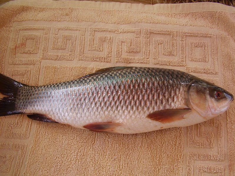 Rohu — Labeo rohita