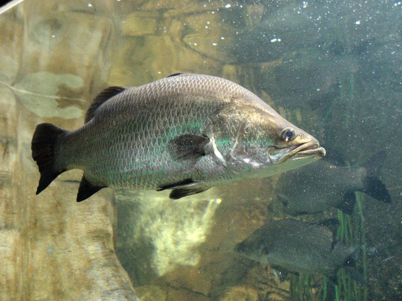 Sea Bass — Lates calcarifer