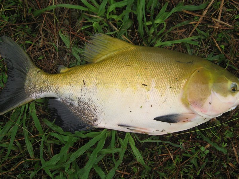 Tambaqui — Colossoma macropomum