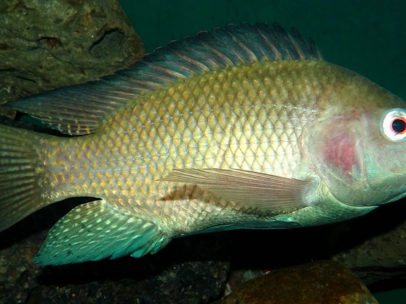 Tilapia — Oreochromis niloticus