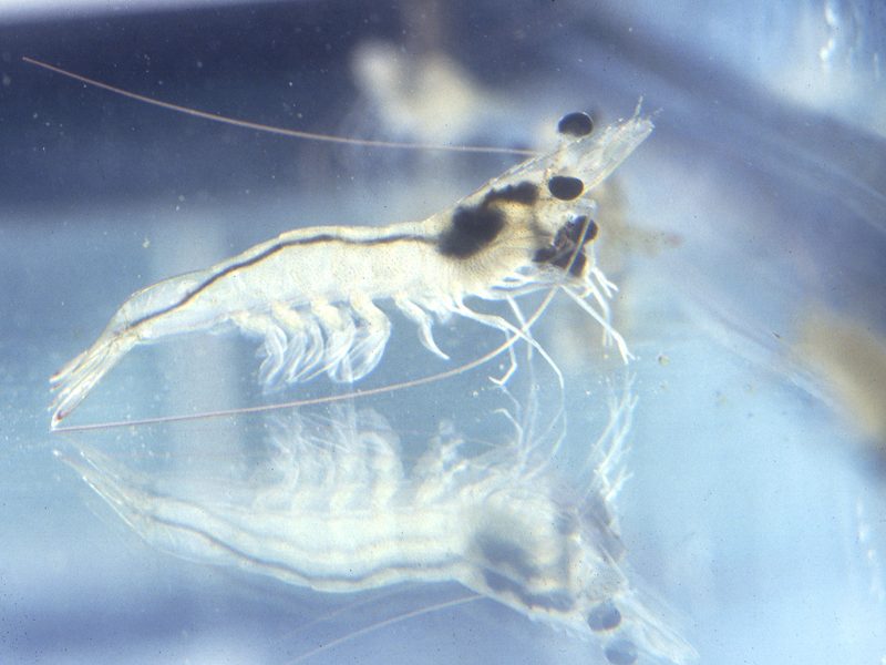 Vannamei Shrimp — Litopenaeus vannamei